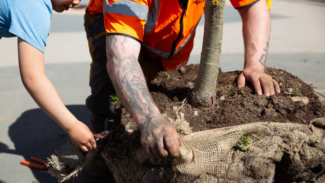 På en solrik dag slår et barn og en tatovert voksen seg sammen for å plante en burlap-innpakket trær.