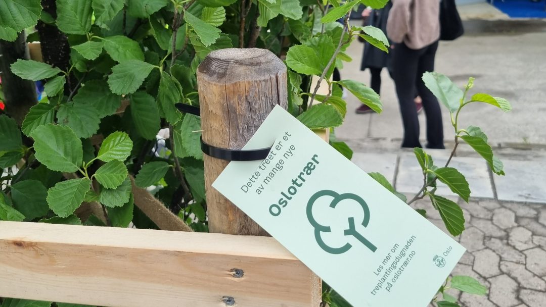 Et lite tre, eller trær, støttet av en trestav har et grønt skilt som leser Oslotrær med en trelogo. I bakgrunnen spaserer folk blant asfalterte omgivelser og setter liv til scenen.
