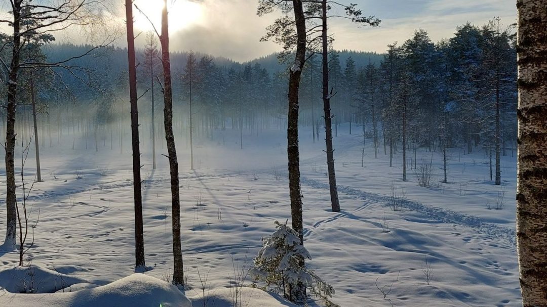 Solen skinner gjennom trærne i en snødekt, selektivt høstet skog, og kaster lange skygger på bakken. Tåke eller tåke skaper en disig effekt i bakgrunnen.