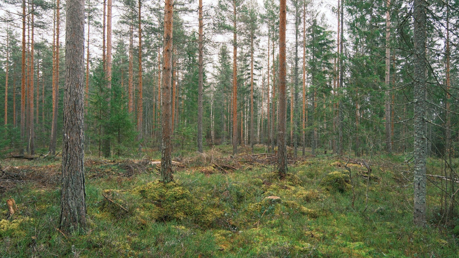 En skog med høye, tynne trær og tett grønn undervekst, nøye vedlikeholdt gjennom selektiv hogst. Moss dekker bakken, og bevarer scenens rolige og naturlige skjønnhet.
