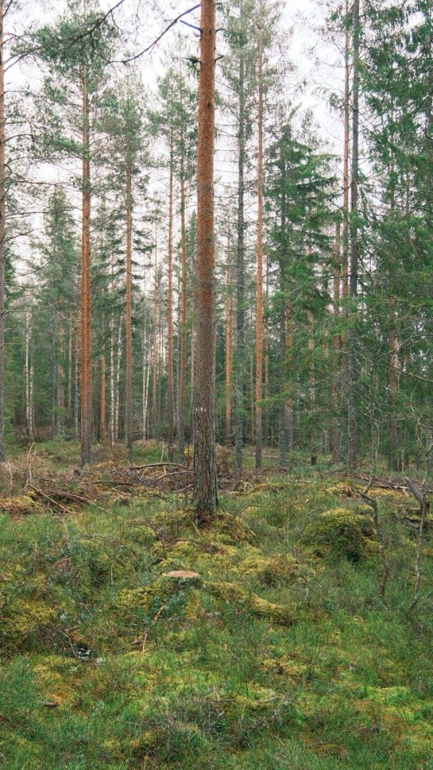 En skogscene med høye, slanke furutrær og en frodig, grønn underskog formet av selektiv hogst. Bakken er dekket av mose og små planter, og bevarer den naturlige skjønnheten.