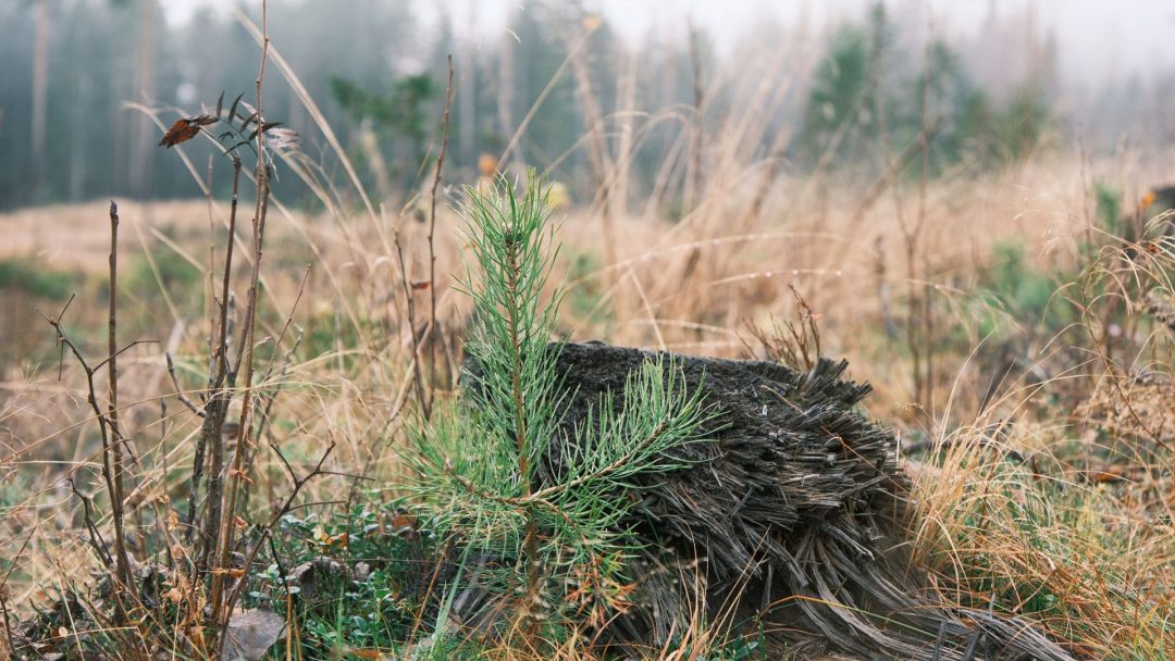 En liten furuung, et vitnesbyrd om selektiv hogst, vokser ved siden av en gammel trestubbe i en gresskledd, tåkete eng.
