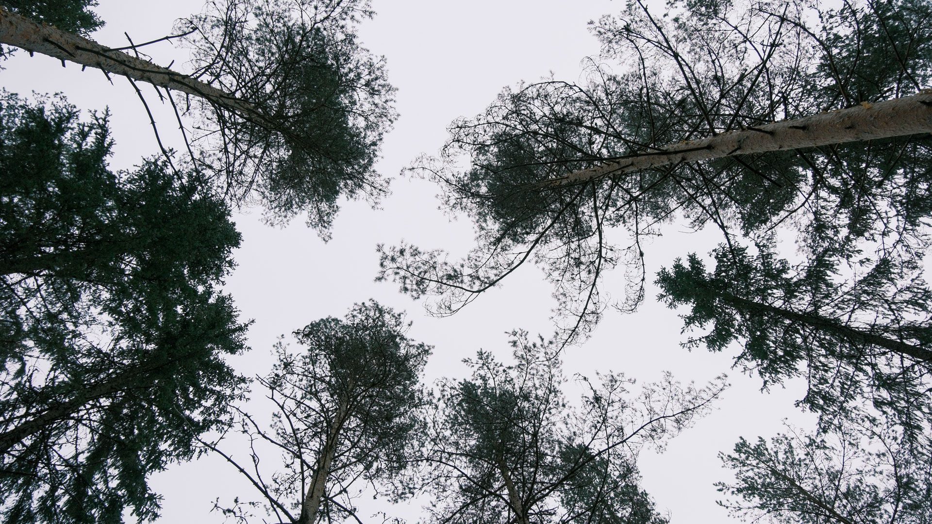 Når du ser opp på høye eviggrønne trær mot en overskyet himmel, fanger scenen den harmoniske balansen oppnådd gjennom selektiv hogst, og lar naturen trives samtidig som den beholder sin tidløse skjønnhet.
