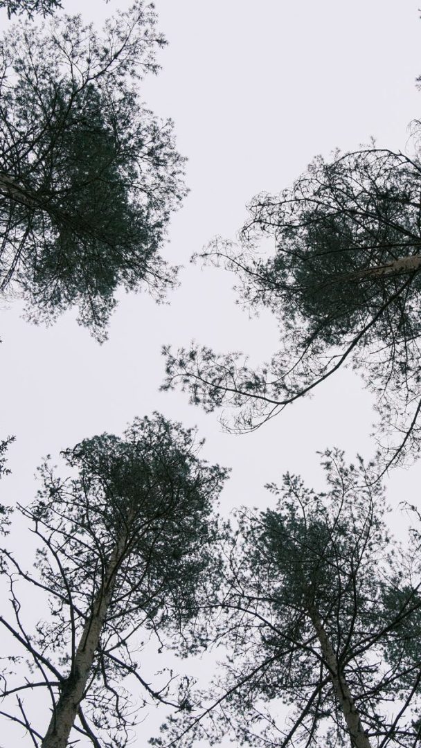 Høye trær med sparsomt løvverk ruver over hodet, sett nedenfra mot en grå himmel, et vitnesbyrd om selektiv hogsts oppmerksomme tilnærming.