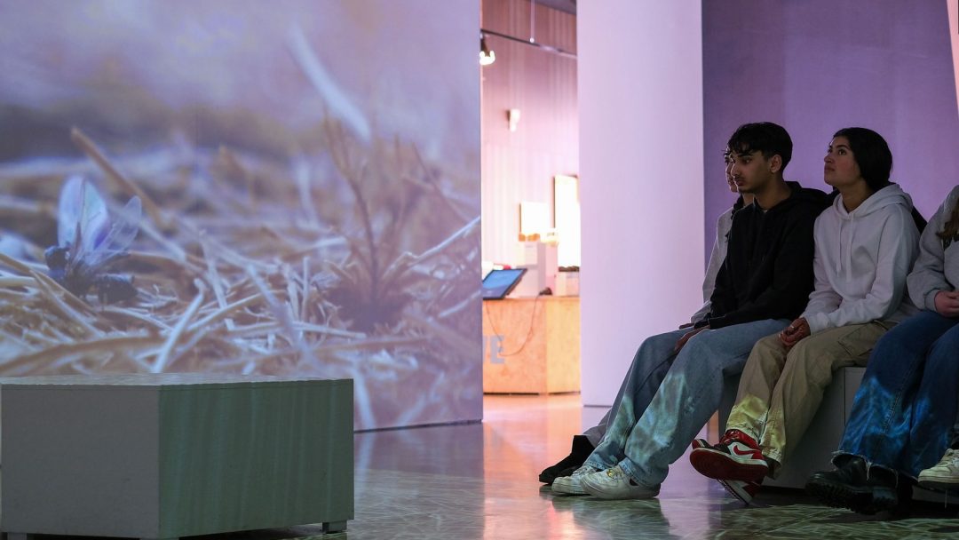 Folk sitter på en benk og ser på en stor skjerm, som en levende julegave, og viser en naturscene med tørt gress og en lilla blomst.