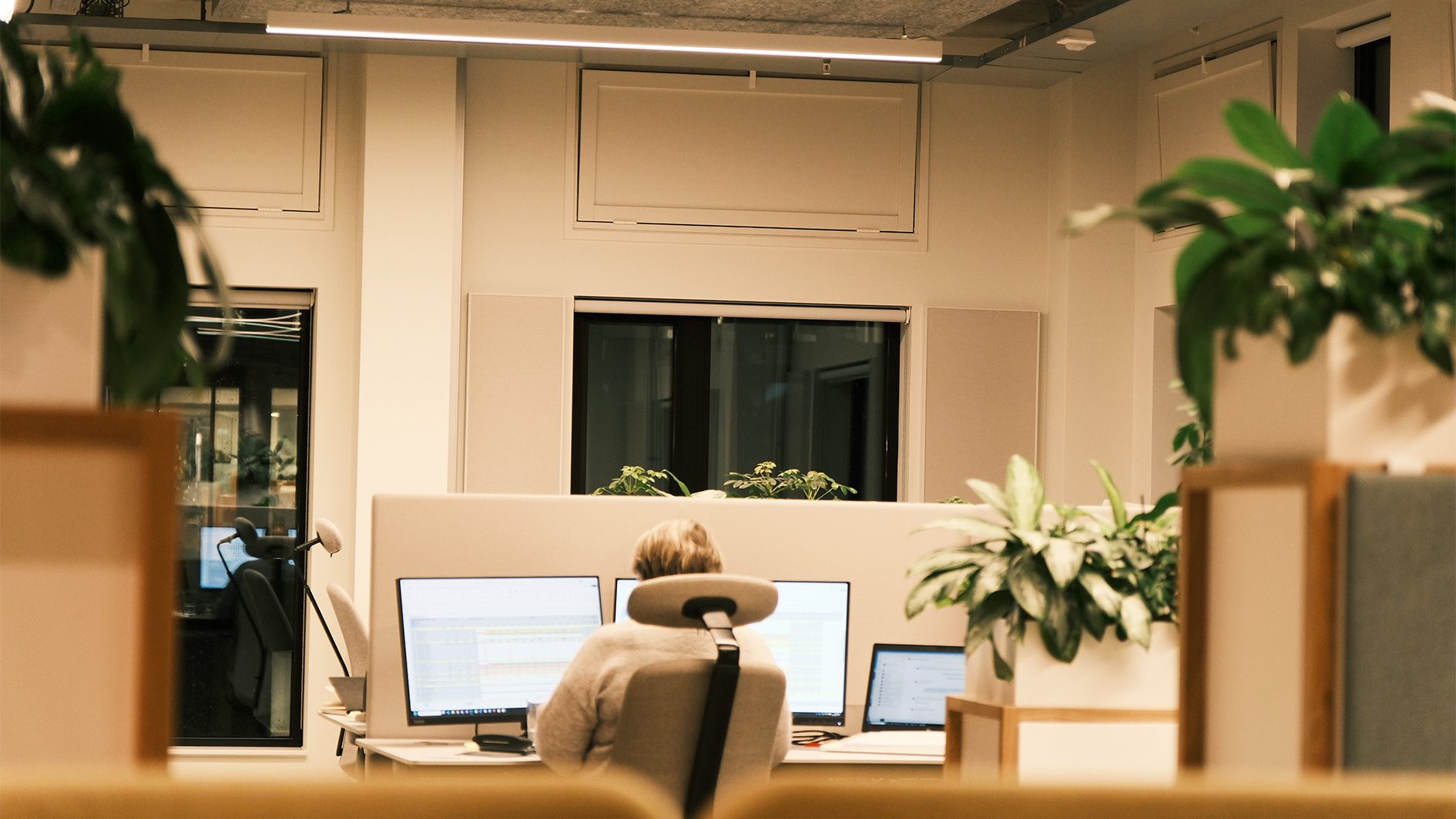 På Vertikal Nydalen-kontoret sitter en person ved en pult med tre dataskjermer, omgitt av frodige planter og slanke skillevegger.