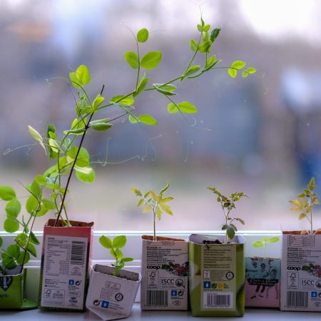 Gå til Dette kan du dyrke på kjøkkenbenken nå!