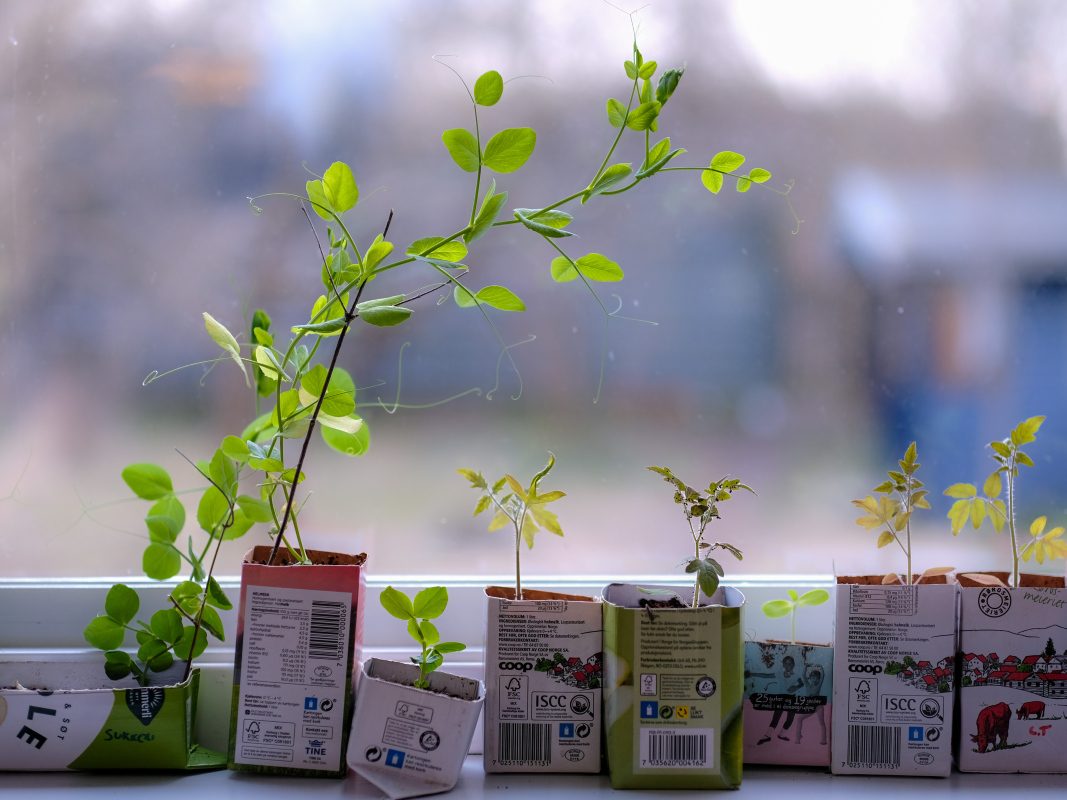 Små planter trives i gjenbrukte kartonger i vinduskarmen, en miniatyrplanteskole med frodig grønt uskarpt i bakgrunnen.