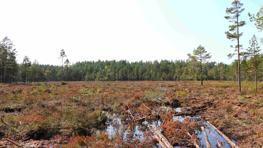 nedbygging av myr: Flatt myrlandskap i sol, med skog i bakgrunnen