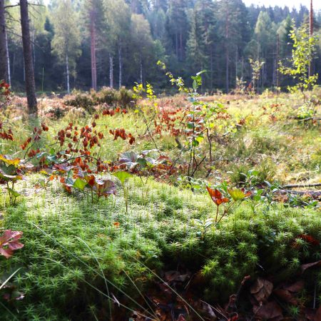 nedbygging av myr: Grønn tue av mose i en lysning i skogen