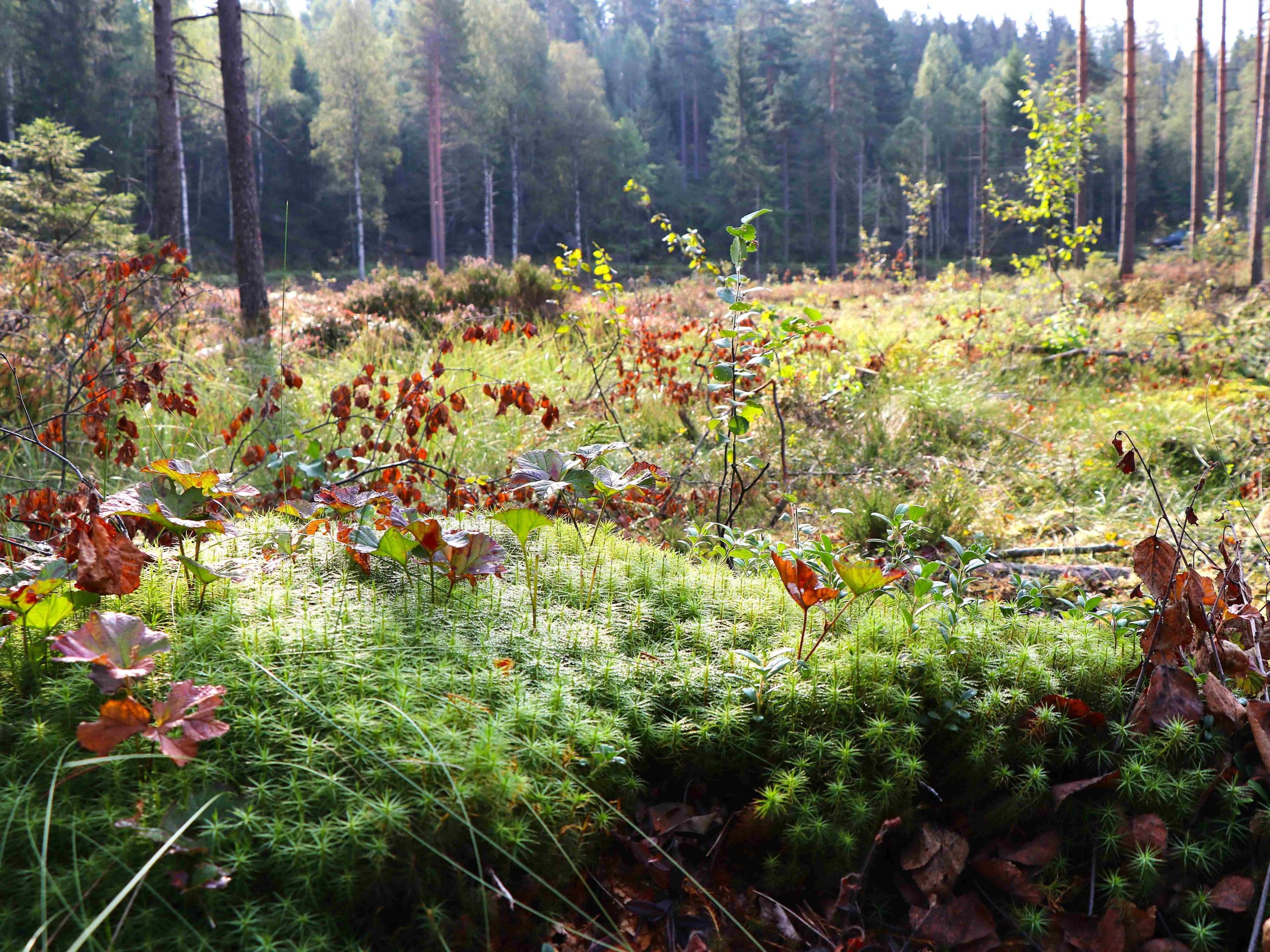 nedbygging av myr: Grønn tue av mose i en lysning i skogen